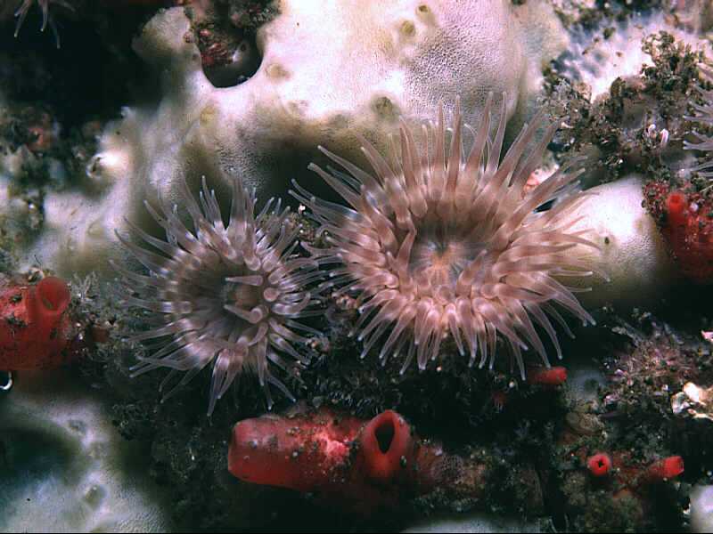 Phellia gausapata